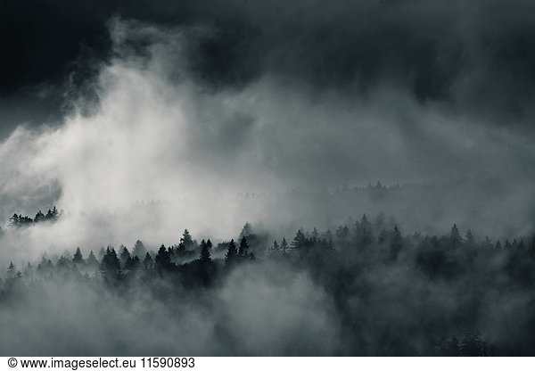 Wald im Nebel  Bayerisch Eisenstein  Bayern  Deutschland