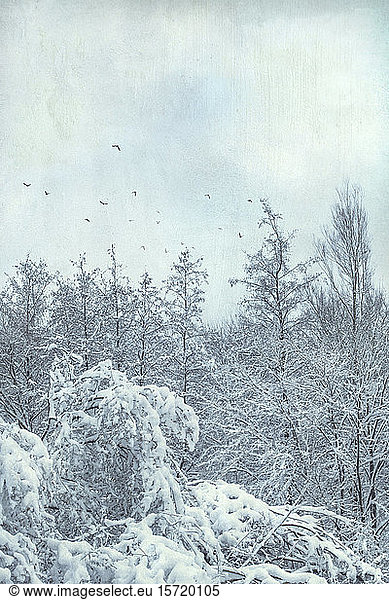 Wald im Winter bei Wuppertal  fliegende Vögel