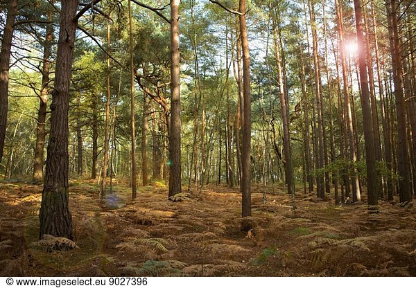 Wald in Surrey  England