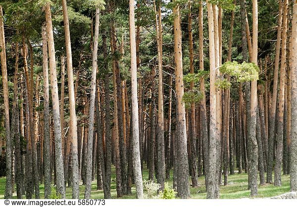 Wald Kiefer Pinus sylvestris Kiefern Föhren Pinie