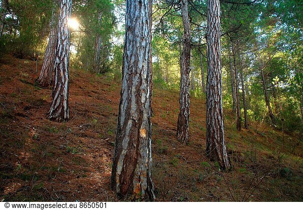 Wald  Kiefer  Pinus sylvestris  Kiefern  Föhren  Pinie