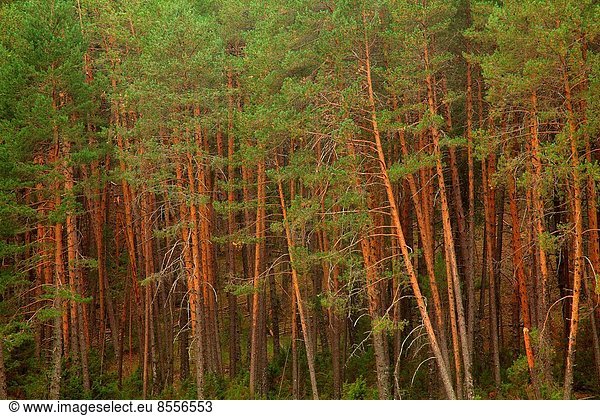 Wald  Kiefer  Pinus sylvestris  Kiefern  Föhren  Pinie  Cuenca