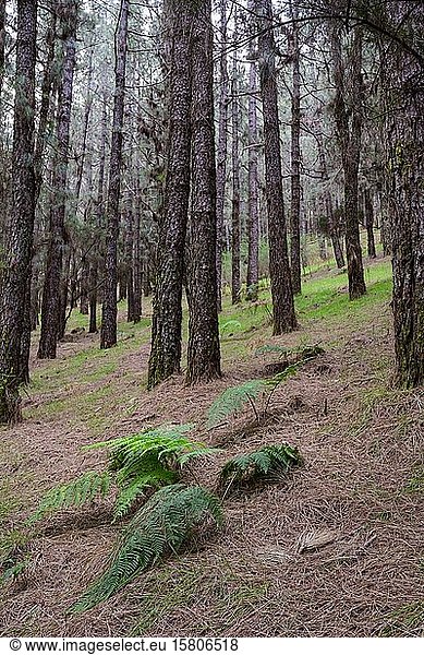 Wald mit Kanarenkiefer (Pinus canariensis)  Hochformat  La Palma  Kanarische Inseln  Spanien  Europa
