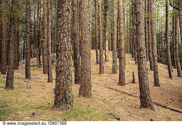 Wald mit Kanarischer Kiefer (Pinus canariensis)  La Palma  Kanarische Inseln  Spanien  Europa