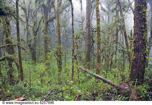 Wald  Regen  Mittelamerika  Honduras