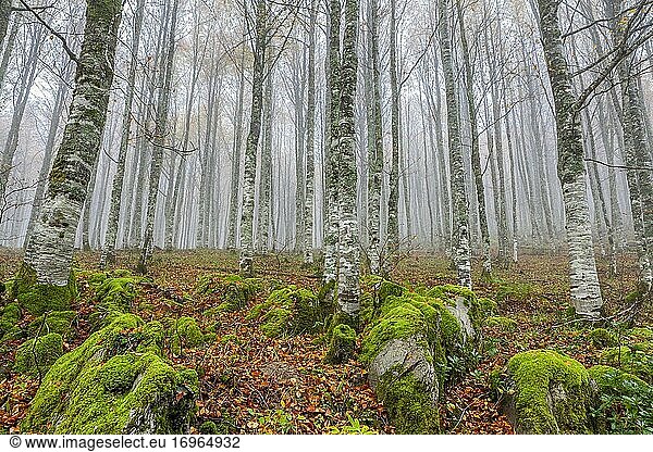 Wald Selva de Irati in der Nähe von Orbaiceta  Navarra  Spanien.
