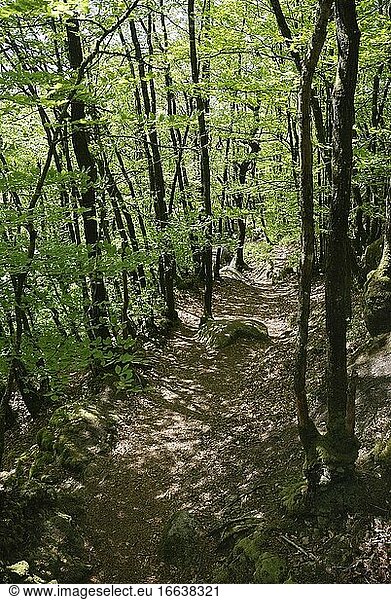 Wald und Rochen in der Bretagne.