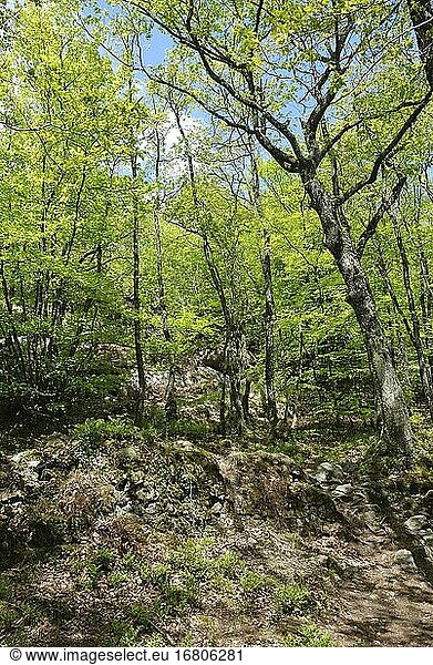 Wald und Rochen in der Bretagne.