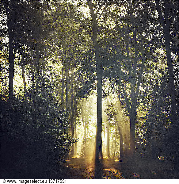 Wald und Sonnenlicht auf der Waldlichtung