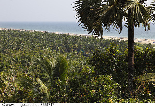 Wald von Kokospalmen an Somatheeram Beach  Malabarküste südlich von Kovalam  Malabar  Kerala  Südindien  Indien  Asien