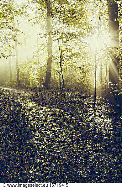 Wald  Waldweg nach Regen gegen Sonnenlicht