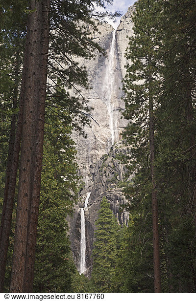 Wald Wasserfall Kiefer Pinus sylvestris Kiefern Föhren Pinie Fokus auf den Vordergrund Fokus auf dem Vordergrund Ansicht
