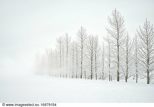 Waldbäume an einem verschneiten Tag