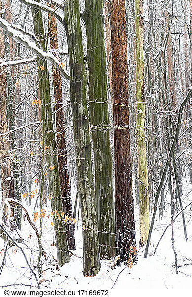 Waldbäume im Winter