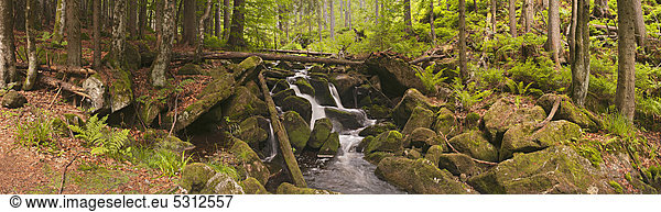 Waldbach Kleine Ohe im Urwald,  Nationalpark Bayerischer Wald,  Bayern,  Deutschland,  Europa