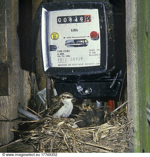 Waldbaumläufer (Certhia familiaris)  Baumläufer  Singvögel  Tiere  Vögel  Common Treecreeper At nest with young  nest in electricity meter