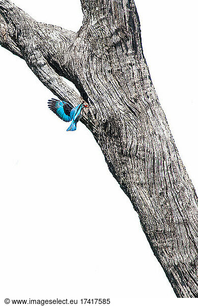 Waldfischer  Halcyon senegalensis  fliegt zu seinem Nest