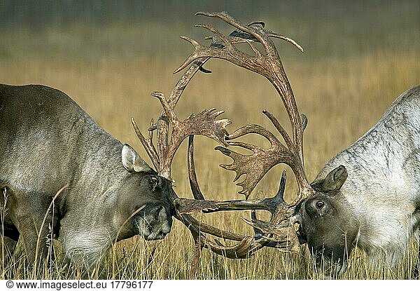 Waldkaribu (Rangifer tarandus caribou) zwei erwachsene  kämpfende Tiere  Nahaufnahme der Köpfe  Yukon  Kanada  Nordamerika
