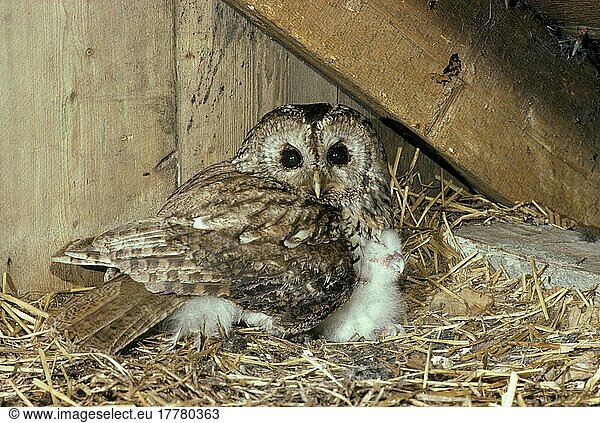 Waldkauz  Waldkäuze (Strix aluco)  Eulen  Tiere  Vögel  Käuze  Tawny Owl Adult with chick under wing  in barn (S)