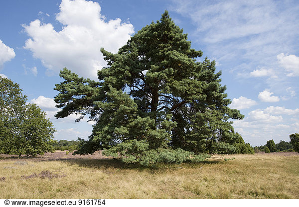 Waldkiefer oder Gemeine Kiefer (Pinus sylvestris) Naturpark Lüneburger Heide Niedersachsen Deutschland