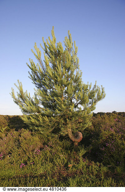 Waldkiefer oder Gemeine Kiefer (Pinus sylvestris)  verzerrt-gewachsener Baum auf Heideland  Dorset  England  Großbritannien  Europa