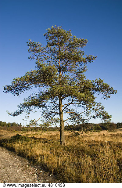Waldkiefer oder Gemeine Kiefer (Pinus sylvestris)  Wuchsform  ein einzelner Baum im Heidelandgebiet  Moreton  Dorset  England  Großbritannien  Europa