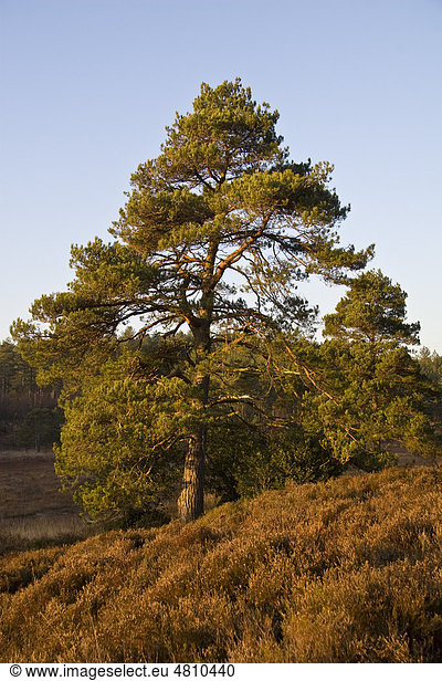 Waldkiefer oder Gemeine Kiefer (Pinus sylvestris)  Wuchsform  im Heidelandgebiet  Bovington  Dorset  England  Großbritannien  Europa