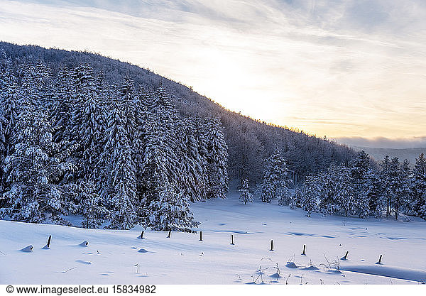 Waldkiefern im Winter in der Abendsonne schneebedeckt