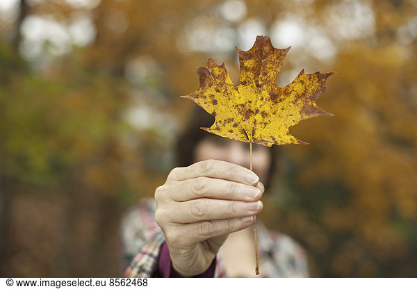 Waldland im Herbst. Eine Frau hält ein Herbstblatt  ein Ahornblatt in der Hand.