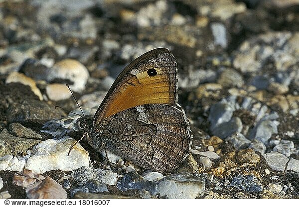 Waldportier (Nymphalidae)  Andere Tiere  Insekten  Schmetterlinge  Tiere  Southern Grayling (Hipparchia aristaeus) adult male  resting amongst stones  Southern Turkey  may