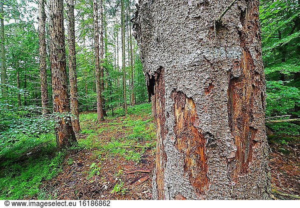 Waldsterben durch Borkenkäfer und Trockenheit  abgestorbene Fichten  Solms  Hessen  Deutschland  Europa