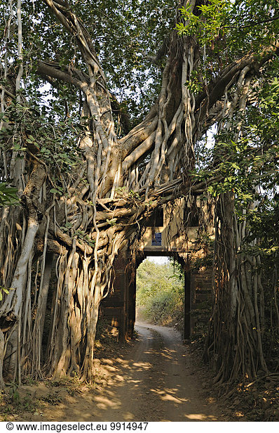 Waldweg durch ein altes Tor mit Banyan-Feige (Ficus benghalensis)  Ranthambhore-Nationalpark  Rajasthan  Indien  Asien