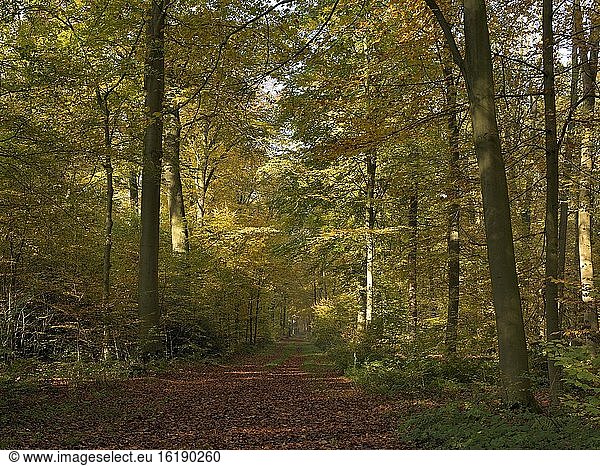 Waldweg im herbstlich gefärbten Laubwald aus Rotbuche (Fagus sylvatica)  Niederrhein  Nordrhein-Westfalen  Deutschland  Europa