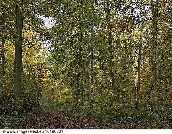 Waldweg im herbstlich gefärbten Laubwald aus Rotbuche (Fagus sylvatica)  Niederrhein  Nordrhein-Westfalen  Deutschland  Europa
