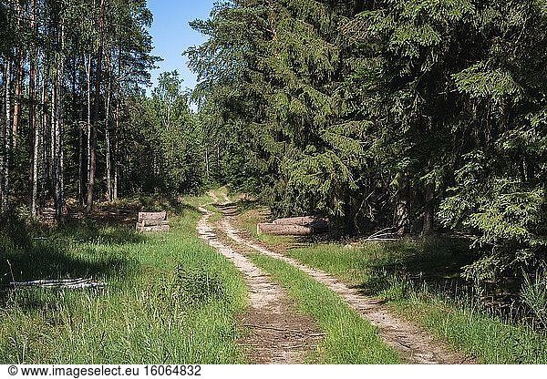Waldweg in der Nähe des Dorfes Berkanowo im Kreis Swidwin  Woiwodschaft Westpommern in Polen.