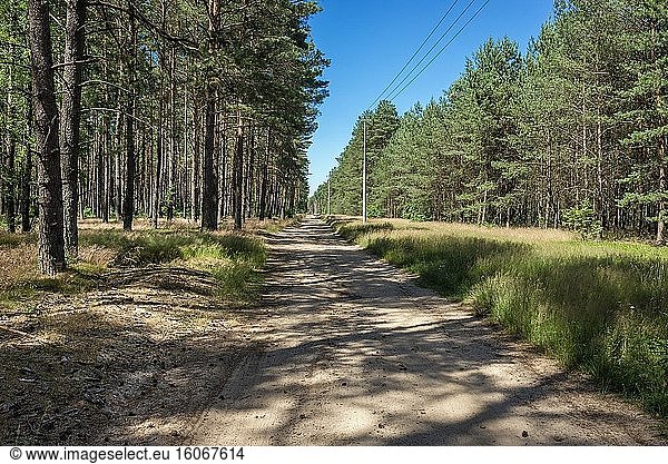 Waldweg in der Nähe des Dorfes Swierczyna im Kreis Drawsko in der Region Westpommern in Polen.