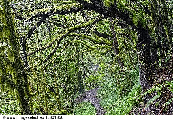 Waldweg mit moosbewachsenen Baumstämmen im Nebelwald  bei El Cedro  Nationalpark Garajonay  La Gomera  Kanarische Inseln  Spanien  Europa