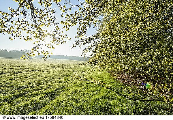Waldwiese am Morgen mit Sonne  Frühling  Vielbrunn  Michelstadt  Odenwald  Hessen  Deutschland  Europa