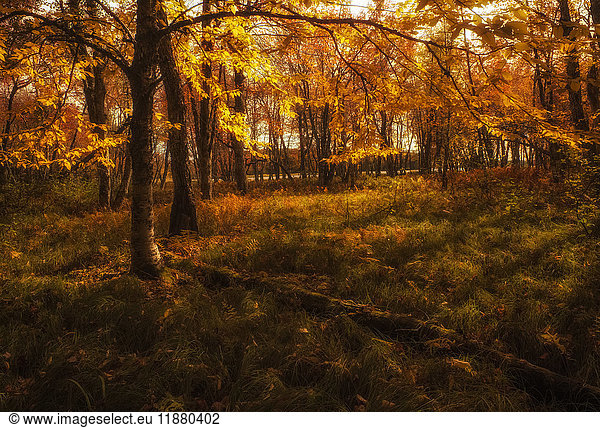 Waldwiese in leuchtenden Herbstfarben in der Nähe des Überschwemmungsgebiets des Mersey River  Kejimkujik National Park; Nova Scotia  Kanada'.
