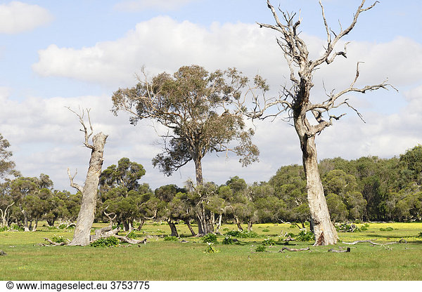 Waldwiese mit abgestorbenen Eukalyptusbäumen (Eucalyptus)  Ambergate Reserve  Western Australia  Australien