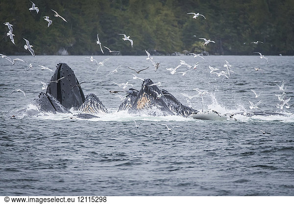 Wale  die vor der Küste brechen  während ein Schwarm Möwen über die Wasseroberfläche fliegt. Walbeobachtungstour mit Prince Rupert Adventure Tours; Prince Rupert  British Columbia  Kanada