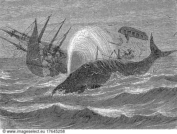 Walfangschiff Essex  Walfischfängerm 1820 von einem Pottwal angegriffen und versenkt  der Untergang ist der bekannteste Vorfall dieser Art und diente Herman Melville als historische Vorlage für seinen Roman Moby Dick  1870