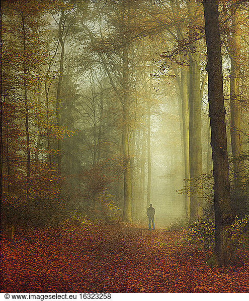 Walker in autumnal forest