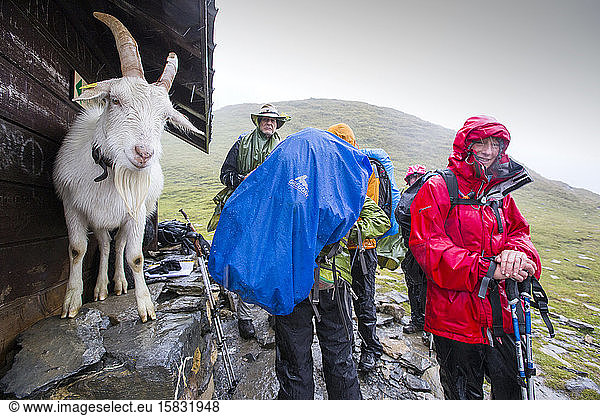 Walkers on the Tour Du Mont Blanc share shelter from heavy rain with a goat on the Col Du Bonhomme near Les Contamines  French Alps.