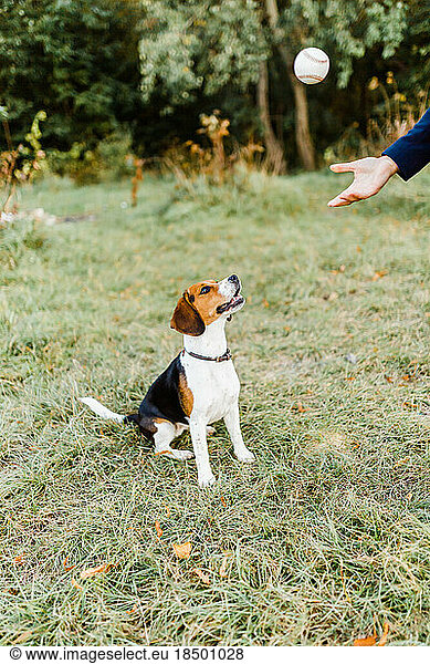 Walking and playing with a beagle in the park in autumn