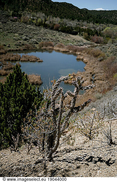 Walking stick cactus in foreground with pond and forest in background