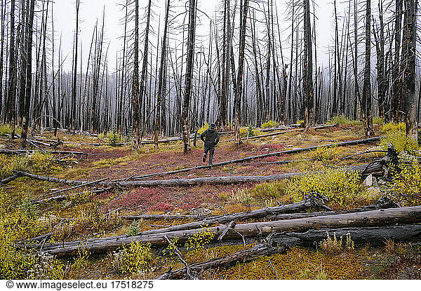 Walking through burned trees with colorful ground cover