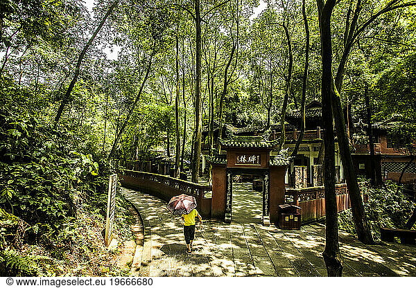 Walking through the forest