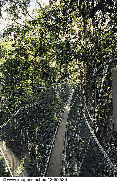 Walkway in the canopy of the lowland tropical rainforest in Kinabalu National Park  Sabah  Malaysian Borneo.