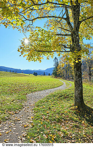 Walkway through grass and trees with fallen leaves on sunny day